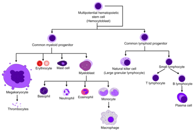 PNG more modern (lost backarrow)