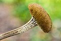 * Nomination Seed pod of a Telekia speciosa Focus stack of 20 photos. --Famberhorst 04:50, 2 April 2025 (UTC) * Promotion  Support Good quality. --Ermell 05:21, 2 April 2025 (UTC)