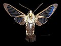 * Nomination Hemaris saundersii - Ventral side. By User:Archaeodontosaurus --Olivier LPB 11:00, 3 April 2025 (UTC) * Promotion  Support Good quality. --Poco a poco 15:43, 3 April 2025 (UTC)