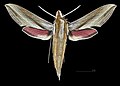 * Nomination Hippotion echeclus - Dorsal side. By User:Archaeodontosaurus --Olivier LPB 11:00, 3 April 2025 (UTC) * Promotion  Support Good quality. --Poco a poco 15:40, 3 April 2025 (UTC)