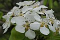 * Nomination: Pyrus communis (flowers). Sitia, Crete, Greece. --Petro Stelte 17:55, 28 March 2025 (UTC) * * Review needed