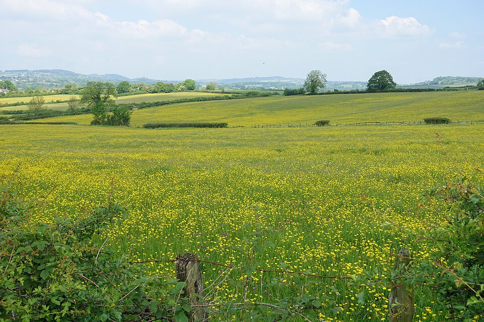Buttercups on a meadow near Alfreton, Derbyshire, England