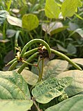 * Nomination: Mung bean plant. The photo was taken in Patharghata Upazila, Bangladesh. Yahya 12:03, 1 April 2025 (UTC) * * Review needed
