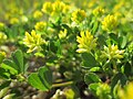 Trifolium dubium, nicht Medicago minima