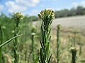 Lepidium, vermutlich Lepidium campestre