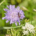 * Nomination Empis spec on a Knautia flower in the protected landscape area Freisinger Moos und Echinger Gfild north of Dietersheim --FlocciNivis 05:26, 2 April 2025 (UTC) * Promotion  Support Good quality.--Famberhorst 05:48, 2 April 2025 (UTC)