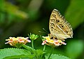 * Nomination: Close wing Nectaring posture of Junonia almana (Linnaeus, 1758) - Peacock Pansy --Sandipoutsider 11:32, 3 April 2025 (UTC) * * Review needed