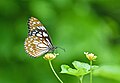 * Nomination Close wing Nectaring posture of Tirumala limniace (Cramer, 1775) - Blue Tiger (Female) --Sandipoutsider 11:41, 3 April 2025 (UTC) * Promotion  Support Borderline, just over the bar IMHO --Poco a poco 15:36, 3 April 2025 (UTC)