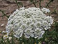 wohl eher Daucus carota