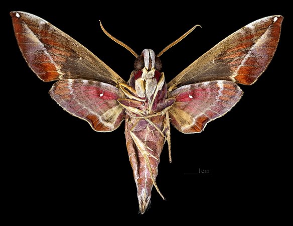 Male ventral