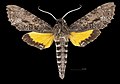 * Nomination Isognathus scyron - Dorsal side. By User:Archaeodontosaurus --Olivier LPB 09:52, 2 April 2025 (UTC) * Promotion  Support Good quality. --Ercé 10:57, 2 April 2025 (UTC)