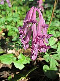 falsch bestimmt; das ist Corydalis solida