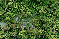 * Nomination: Spiraea japonica in Bishkek Botanical garden named after Enver Gareev. Bishkek, Kyrgyzstan. By User:Iuliia Malakhova --Екатерина Борисова 01:48, 30 March 2025 (UTC) * * Review needed