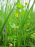 Trifolium dubium