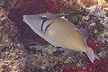 * Nomination Lei Triggerfish (Sufflamen bursa), Zanzibar, Tanzania --Poco a poco 17:44, 2 April 2025 (UTC) * Promotion  Support Good quality. -- Sabalo22 19:15, 02 April 2025 (UTC)