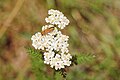 * Nomination: A false blister beetle on a Yarrow in the bird sactuary Ismaninger Speichersee und Fischteiche --FlocciNivis 16:38, 26 March 2025 (UTC) * Review Flowers are blown out --Екатерина Борисова 23:57, 27 March 2025 (UTC)