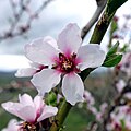 * Nomination Almond blossom (Prunus amygdalus) in Mittelwihr (Haut-Rhin, France). --Gzen92 16:32, 30 March 2025 (UTC) * Promotion Ok, but looks too dark --Poco a poco 21:19, 30 March 2025 (UTC) Is it really that bad if a picture is a little darker because of a cloudy sky? --Petro Stelte 18:13, 31 March 2025 (UTC)  Done Better? Gzen92 07:23, 3 April 2025 (UTC)  Support Good quality. --Poco a poco 15:34, 3 April 2025 (UTC)