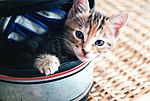 Cuteness is no excuse!