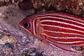 * Nomination Crowned squirrelfish (Sargocentron diadema), Zanzibar, Tanzania --Poco a poco 21:01, 1 April 2025 (UTC) * Promotion  Support Good quality. --Plozessor 02:43, 2 April 2025 (UTC)