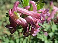 falsch bestimmt; das ist Corydalis solida