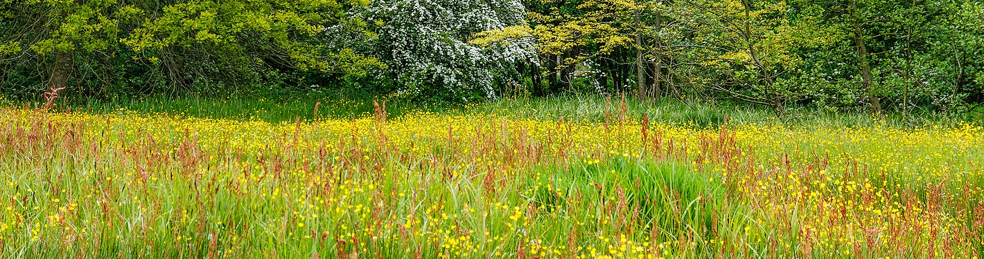 Flower meadow at the edge of tree rampart. Location, Natuurterrein The Famberhorst.