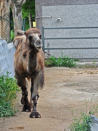 Bactrian camel in the zoo