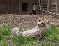 * Nomination Arctic foxes in Sonneberg animal park --Plozessor 03:53, 28 March 2025 (UTC) * Promotion The fur of the fox in rhe foreground is almost blown out --Екатерина Борисова 01:17, 29 March 2025 (UTC) @Екатерина Борисова: What about now? --Plozessor 04:39, 1 April 2025 (UTC)  Support Looks much better, thanks. Maybe you can improve the details of the fur a little more, but IMO it's acceptable now. --Екатерина Борисова 02:12, 2 April 2025 (UTC)
