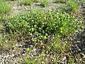Trifolium dubium, nicht Medicago minima