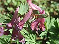 falsch bestimmt; das ist Corydalis solida
