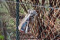 * Nomination: A weathered newspaper stuck in a chain-link fence in the Almet in Saarbrücken --FlocciNivis 09:43, 30 March 2025 (UTC) * Review Newspaper is absolutely blown out --Екатерина Борисова 01:58, 2 April 2025 (UTC)