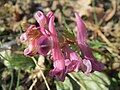 falsch bestimmt; das ist Corydalis solida