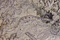 * Nomination: Messmate pipefish (Corythoichthys haematopterus), Zanzibar, Tanzania --Poco a poco 15:32, 28 March 2025 (UTC) * * Review needed