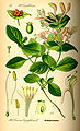 Lonicera caprifolium (Zeichnung)
