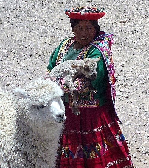 Woman with (Vicugna pacos) in sierra del Perú