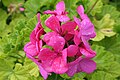 * Nomination Pelargonium zonale. Sitia, Crete, Greece. --Petro Stelte 05:49, 3 April 2025 (UTC) * Decline  Oppose Lacks sharpness. Sorry. --Ermell 06:11, 3 April 2025 (UTC)}  Comment It was very windy that day, and the flower just wouldn't stay still. At first, I wasn't sure if the picture was blurry or if it looked blurry because of the raindrops. But if you say the picture is blurry, then that's probably what it is. Thanks. --Petro Stelte 06:28, 3 April 2025 (UTC)