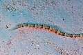 * Nomination Schultz's pipefish (Corythoichthys schultzi), Zanzibar, Tanzania --Poco a poco 21:01, 1 April 2025 (UTC) * Promotion  Support Good quality. --Velvet 08:46, 2 April 2025 (UTC)