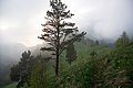 * Nomination Southern slopes of Acheshbok massif, Shisha river valley in fog, Western Caucasus, Adygea, Russia. By User:Argenberg --Екатерина Борисова 01:44, 2 April 2025 (UTC) * Decline  Oppose Tree cut off --Buidhe 04:05, 2 April 2025 (UTC)