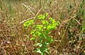 vermutl. E. platyphyllos nicht E. esula; falsche Form der Honigdrüsen, Blattform falsch