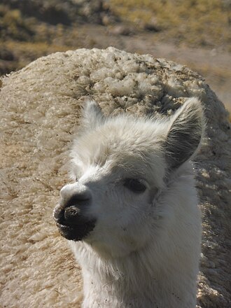 Close-up of an alpaca at the Salinas y Aguada Blanca National Reserve
