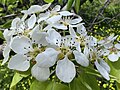 * Nomination: Pyrus communis (flowers). Sitia, Crete, Greece. --Petro Stelte 12:21, 29 March 2025 (UTC) * * Review needed