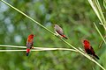 * Nomination: Red avadavat (Amandava amandava), Dhaka, Bangladesh. By User:Rusho127 --Moheen 15:53, 29 March 2025 (UTC) * * Review needed