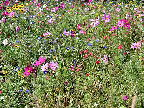 Flower on a Meadow at Eimeldingen, Germany