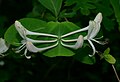 Lonicera caprifolium