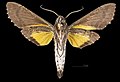 * Nomination Isognathus scyron - Ventral side. By User:Archaeodontosaurus --Olivier LPB 09:52, 2 April 2025 (UTC) * Promotion  Support Good quality. --Ercé 10:58, 2 April 2025 (UTC)