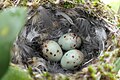 * Nomination: Bird nest with eggs. Sitia, Crete, Greece. --Petro Stelte 07:10, 3 April 2025 (UTC) * * Review needed