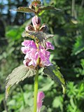 Lamium maculatum