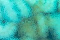 * Nomination: Bubble coral (Plerogyra sinuosa), Zanzibar, Tanzania --Poco a poco 17:44, 2 April 2025 (UTC) * * Review needed