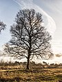 * Nomination Delleboersterheide, nature reserve of the It Fryske Gea. Oaks on an overgrown heathland. --Agnes Monkelbaan 04:29, 2 April 2025 (UTC) * Promotion  Support Good quality. --Johann Jaritz 04:40, 2 April 2025 (UTC)