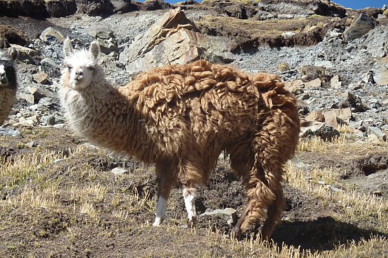 A llama at the Tunari National Park in Bolivia.