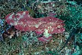 * Nomination: Leaf scorpionfish (Taenianotus triacanthus), Zanzibar, Tanzania --Poco a poco 08:07, 29 March 2025 (UTC) * * Review needed